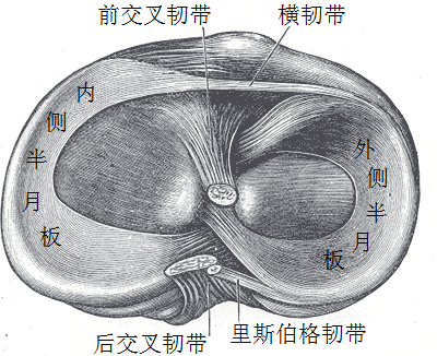 From Gray Anatomy textbook.